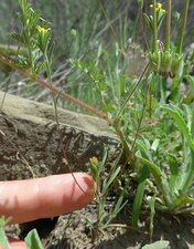 Rigiopappus leptocladus Plant